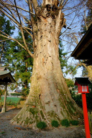 北中八幡宮のケヤキ