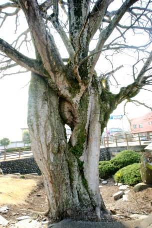五行橋のエノキ
