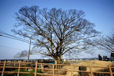 五行橋のエノキ