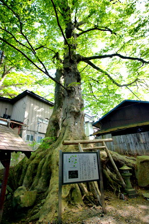八坂神社のケヤキ