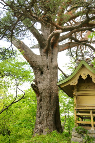 大滝小滝大明神の赤松