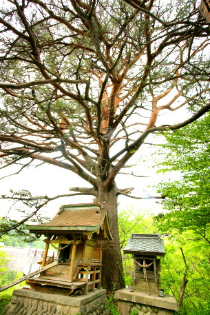 大滝小滝大明神の赤松