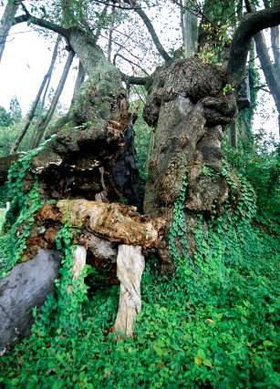 伊佐沢の久保桜
