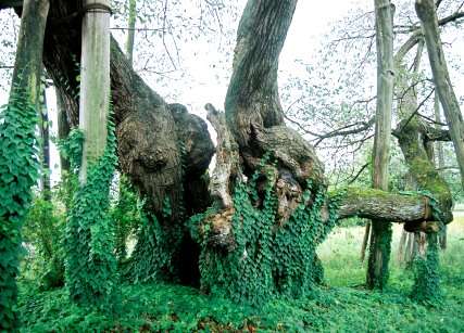 伊佐沢の久保桜