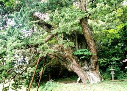 沼のビャクシン