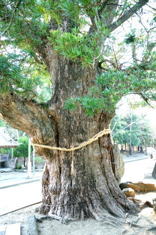 鶴谷八幡神社のイヌマキ