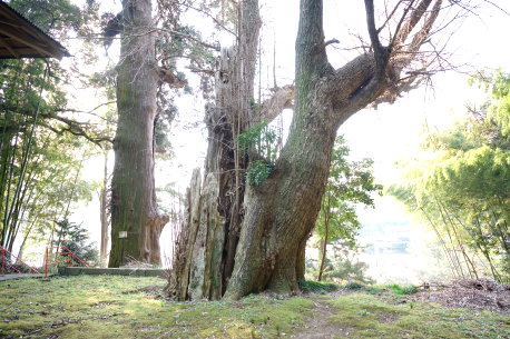 川原井八幡神社のイチョウ