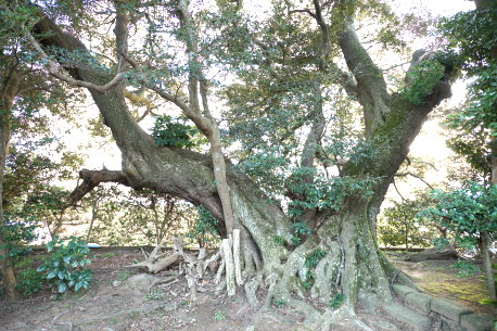 加藤洲のスダジイ
