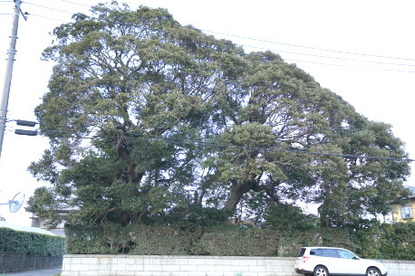 加藤洲のスダジイ