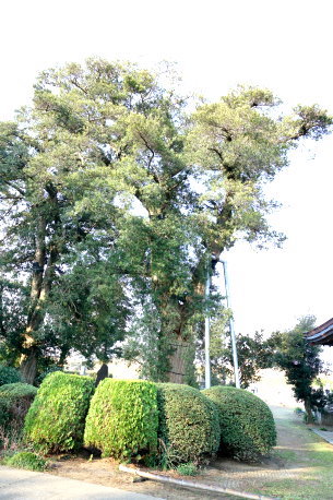 薬師寺のイヌマキ