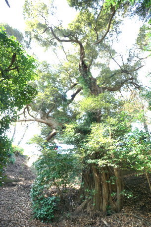 八幡台のスダジイ
