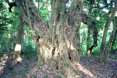 万畑の千年カシ
