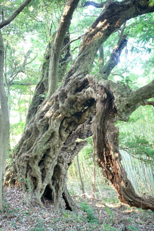 万畑の千年カシ