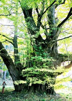 宮田のイチョウ（北株）