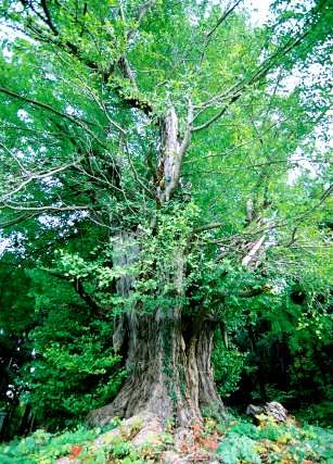 宮田のイチョウ（南株）