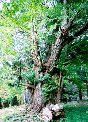宮田のイチョウ（南株）