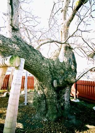 稲垣の一本タモ