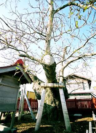 稲垣の一本タモ