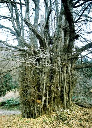 上三依観音堂の大イチョウ