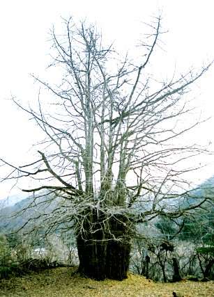 上三依観音堂の大イチョウ