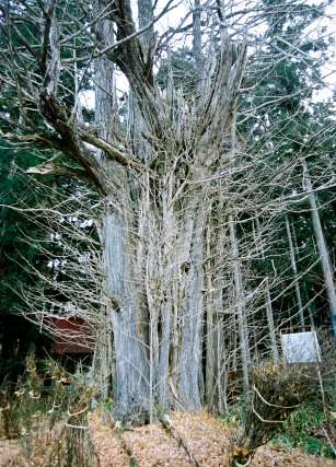 熊野堂神社の大イチョウ