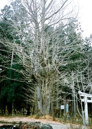 熊野堂神社の大イチョウ