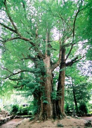 法龍寺のイチョウ