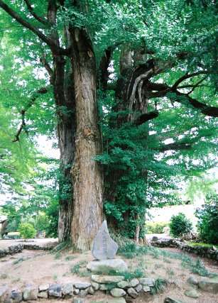 法龍寺のイチョウ