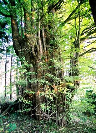 天神様のイチョウ