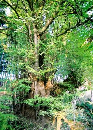 天神様のイチョウ