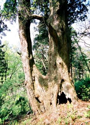 オブ山の大杉