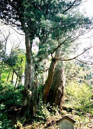 オブ山の大杉