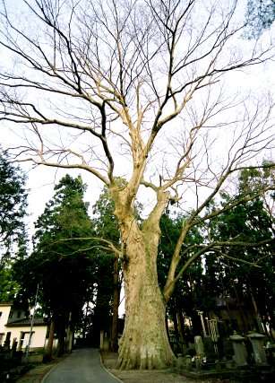 宝蔵寺の大ケヤキ