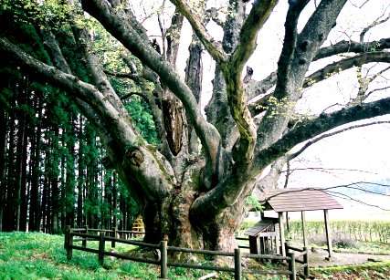 帝釈寺のケヤキ