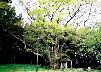 帝釈寺のケヤキ