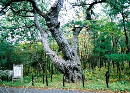 田の沢の黒松（長寿松）