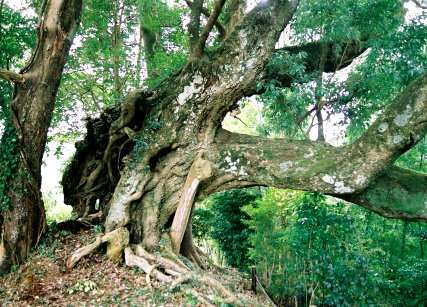 三島のシラカシ