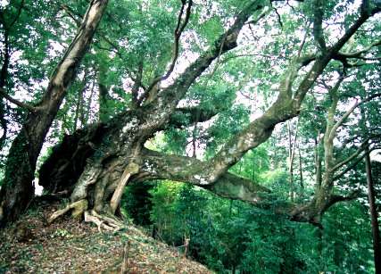三島のシラカシ