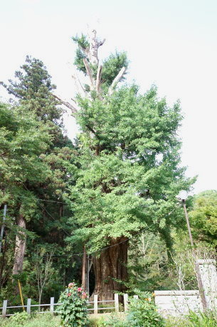 鏡徳寺のイチョウ