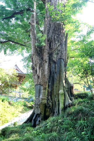 鏡徳寺のイチョウ