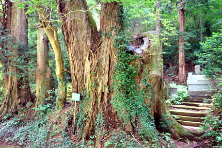 入四間宿の五本杉