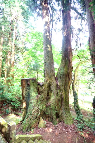 入四間宿の五本杉