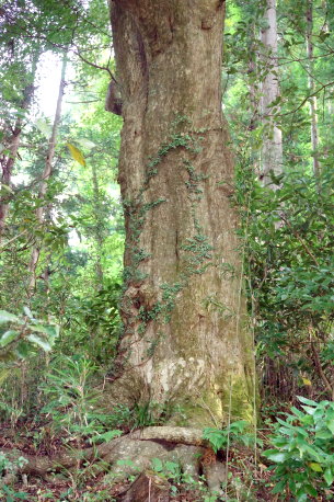 梨久保のカエデ