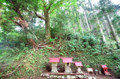 梨久保のカエデ