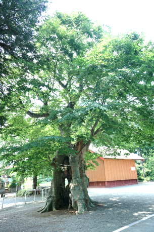 上粕屋神社のケヤキ