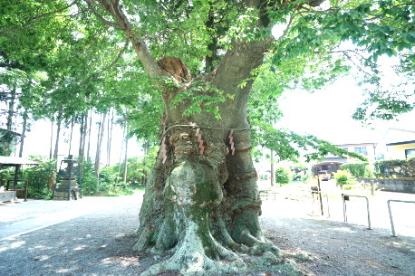 上粕屋神社のケヤキ