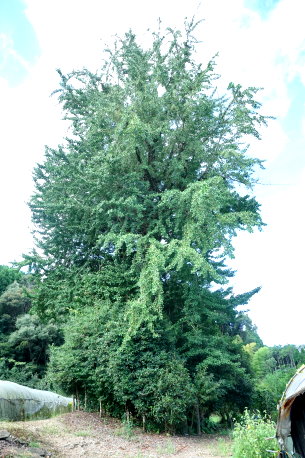 稲富家のイチョウ