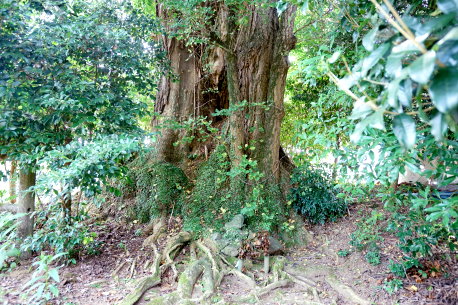 稲富家のイチョウ