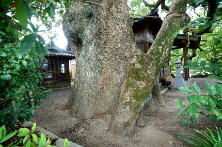 海浦阿蘇神社のクスノキ