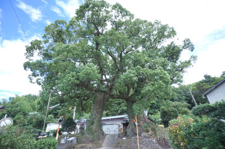 法道寺薬師堂の楠